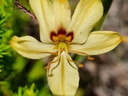 Wachendorfia brachyandra flower